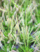 Drosera hybrida | Mini-mottes