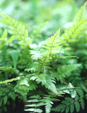 Athyrium spicatum | Mini-mottes