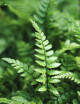 Athyrium spicatum | Mini-mottes