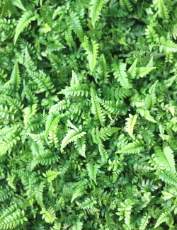 Athyrium spicatum