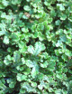 Hymenophyllum sp.