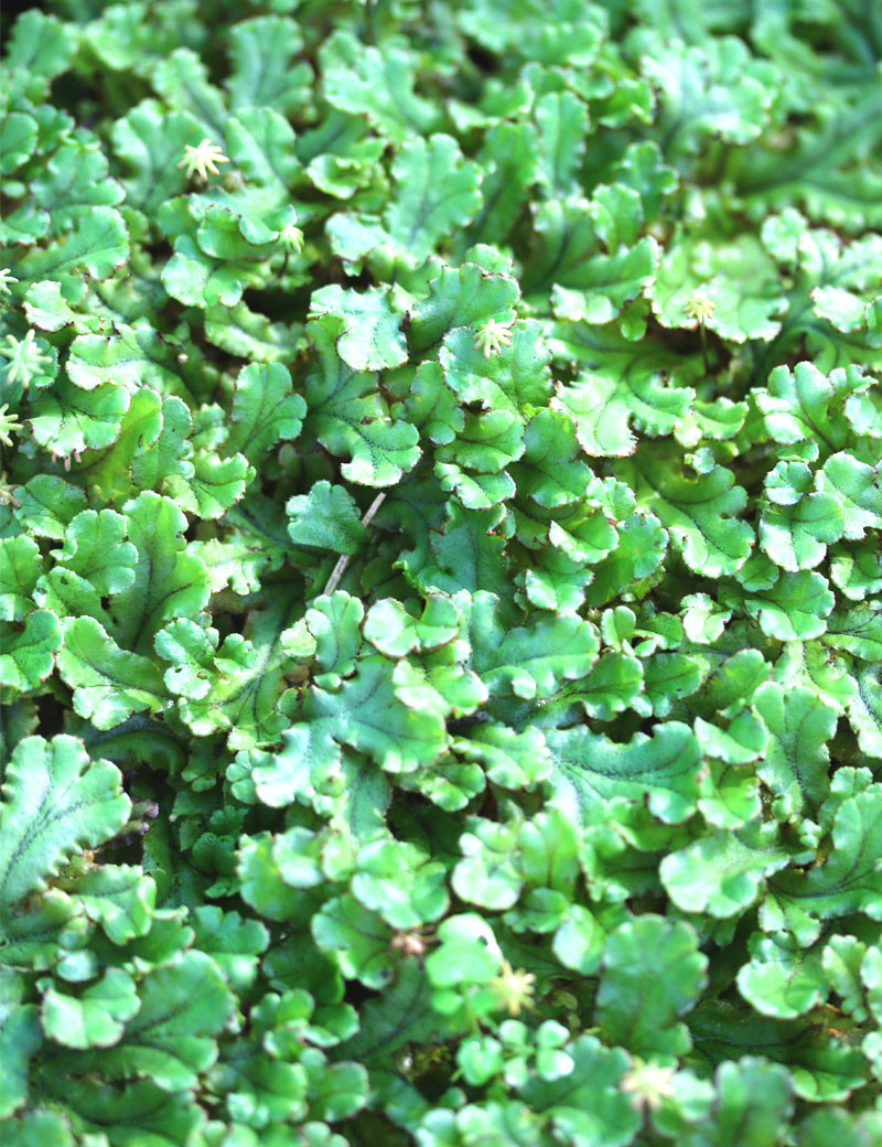 Hymenophyllum sp.