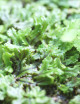 Hymenophyllum sp.
