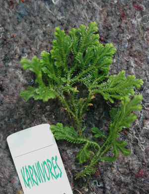 Selaginella jori | À repiquer