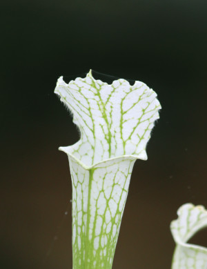 Sarracenia leucophylla "Very White Top"