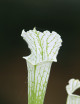 Sarracenia leucophylla "Very White Top"