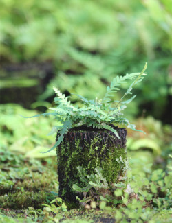 Asplenium ebenoides raciné...