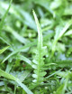 Asplenium ebenoides raciné en xaxim