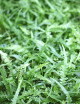 Asplenium ebenoides raciné en xaxim