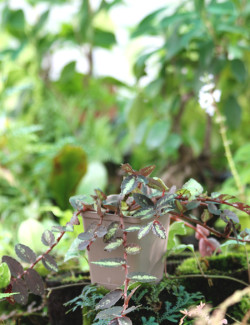 Plantes terrariums Pelliana repens