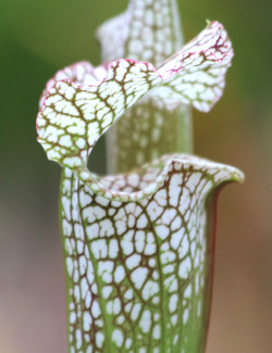 Plante carnivore Sarracenia x "Ultimo Impero"