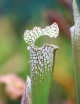 Plante carnivore Sarracenia x "Ultimo Impero"