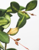 Hoya Burtoniae 'Variegata' | À repiquer