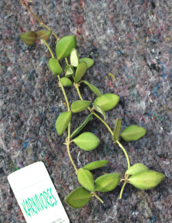 Hoya Burtoniae 'Variegata'...