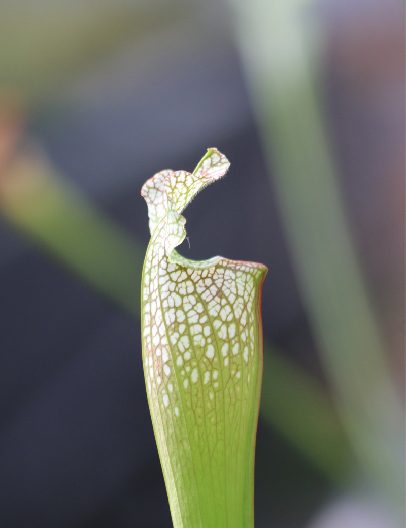 Plante carnivore Sarracenia x "Ultimo Impero"