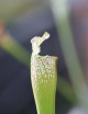 Plante carnivore Sarracenia x "Ultimo Impero"