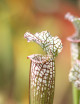 Plante carnivore Sarracenia x "Ultimo Impero"