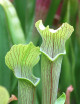 Plante carnivore Sarracenia rubra ssp. alabamensis "Dr König"
