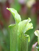 Plante carnivore Sarracenia rubra ssp. alabamensis "Dr König"