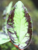 Pelliana repens