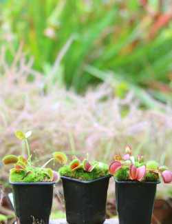 Paquete de 3 Dionaea