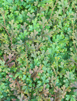 Selaginella uncinata mini-mottes