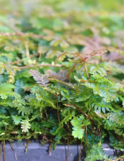 Selaginella uncinata...