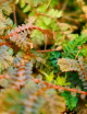Selaginella uncinata mini-mottes
