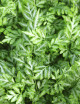 Pteris evergemiensis