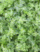 Pteris evergemiensis