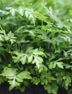 Pteris evergemiensis