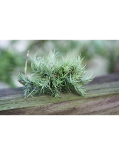tillandsia tricholepis daughter of the air