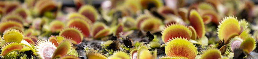 Vente de plantes carnivores Dionaea - Attrape-mouche de  Vénus