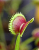 Dionaea