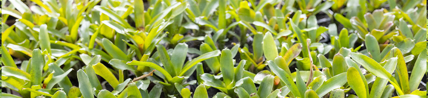 Vente de broméliacées Neoregelia - Terrarium