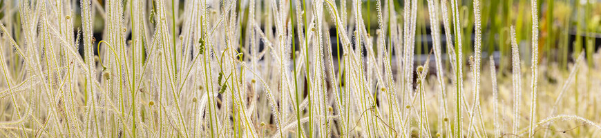 Vente de Drosera - Plantes carnivores à glu