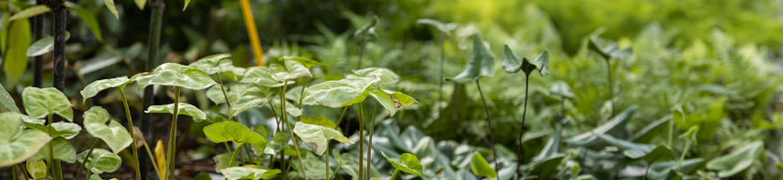 Exotic Plants – Rare and Easy Tropical Species | Carnivores