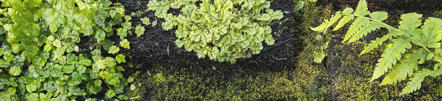 Sale of plants for terrarium, paludarium, green wall