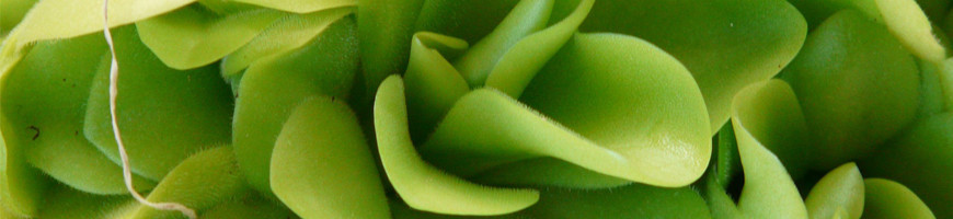 Vente de Pinguicula - Plante carnivores