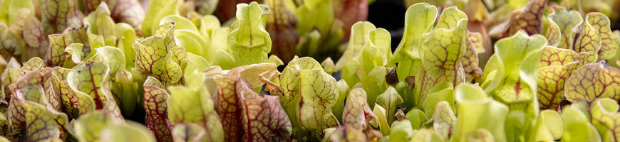Sarracenia carnivorous plants for sale
