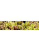 Sarracenia
