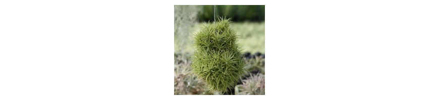 Tillandsia en touffe