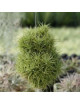 Tillandsia y toba