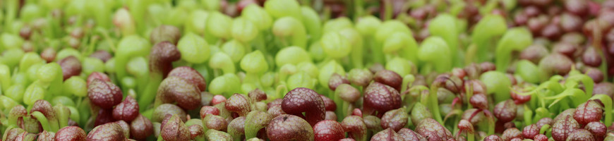 Vente de plantes carnivores Darlingtonia