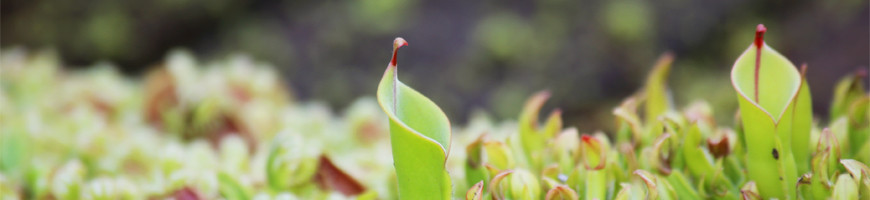 Heliamphora