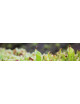 Heliamphora