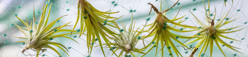 Tillandsia et autres plantes présentées de manière originale