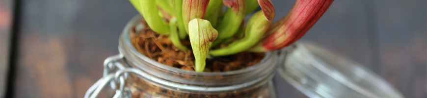 Plantes en bocal et terrarium