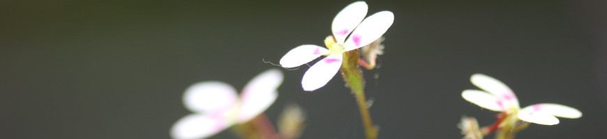 Stylidium | Plantas carnívoras