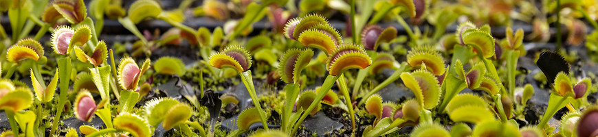 Vente de plantes carnivores Mini-mottes